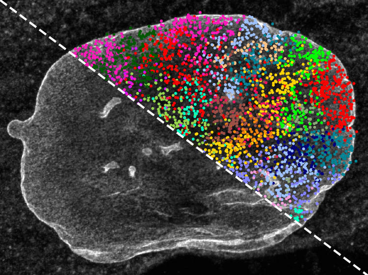 spatial-technology-unveils-genome-structure-associated-with-aging