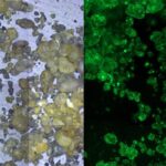 tiny-anoxic-pockets-trigger-major-nitrogen-loss-on-sandy-shores