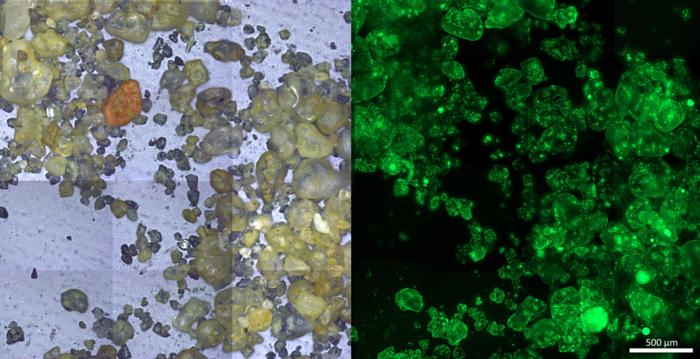 tiny-anoxic-pockets-trigger-major-nitrogen-loss-on-sandy-shores
