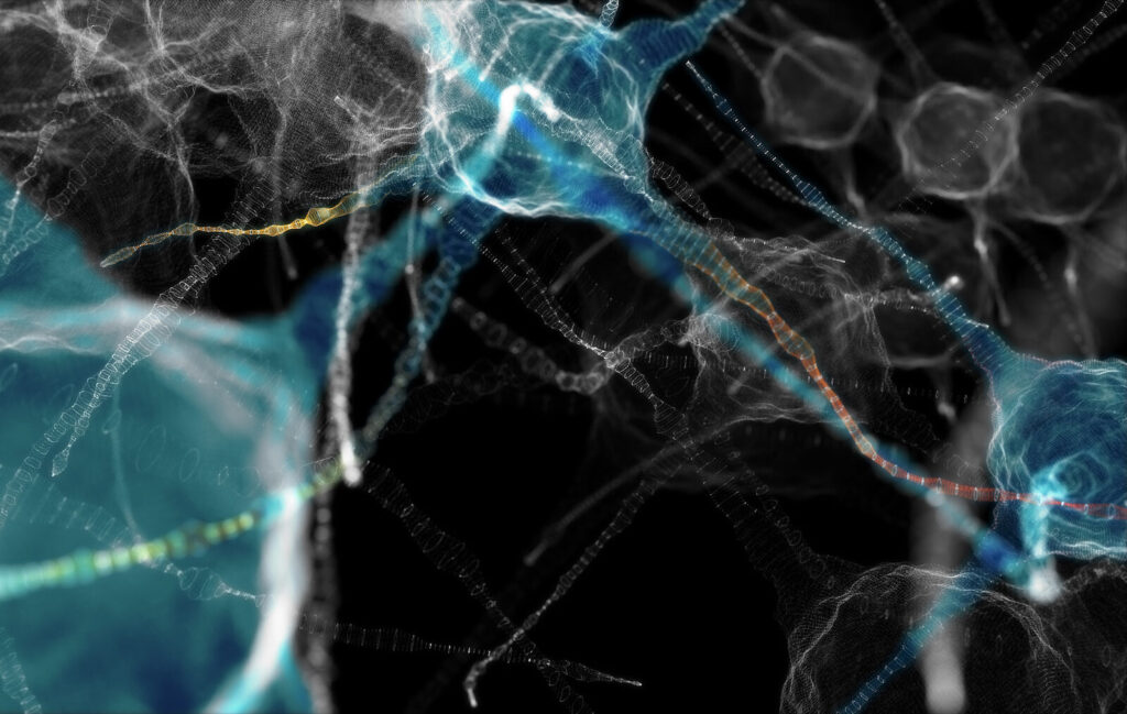 diminished-stress-response-in-aging-neurons-linked-to-neurodegeneration