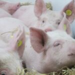 african-swine-fever-endemic-in-europe:-no-recent-imports-confirmed