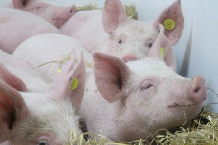 african-swine-fever-endemic-in-europe:-no-recent-imports-confirmed