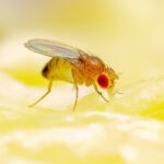 cocaine-addicted-drosophila-may-accelerate-discoveries