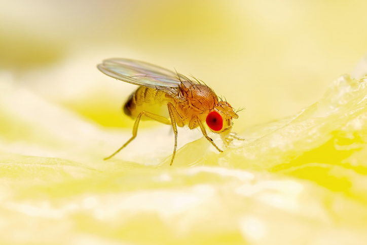 cocaine-addicted-drosophila-may-accelerate-discoveries