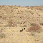 new-study-reveals-baboons-walk-in-line-to-foster-friendship,-not-just-for-survival
