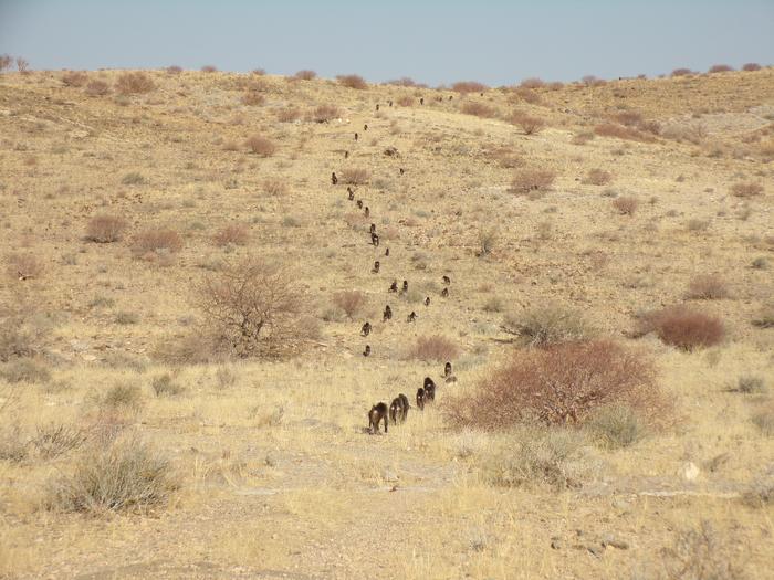new-study-reveals-baboons-walk-in-line-to-foster-friendship,-not-just-for-survival