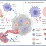 myeloid-cells:-central-architects-of-the-tumor-microenvironment