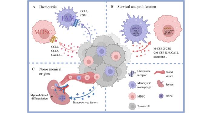 myeloid-cells:-central-architects-of-the-tumor-microenvironment