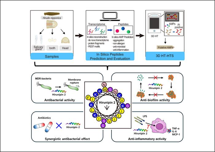 live-3d-visualization-uncovers-powerful-antibacterial-and-antibiofilm-effects-against-superbugs