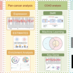 entr1-drives-colon-cancer-via-glycolysis