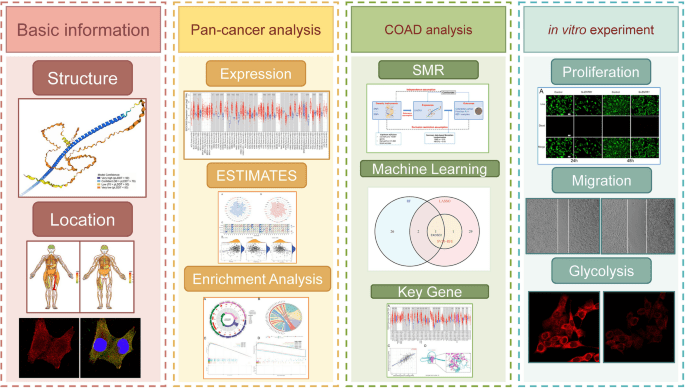 entr1-drives-colon-cancer-via-glycolysis