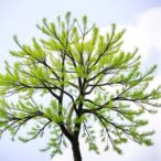 impact-of-a-common-plant-pathogen-on-urban-trees-and-strategies-for-effective-management