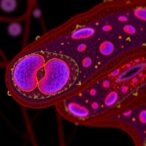 epithelial-gremlin1-triggers-wnt-driven-stem-cell-niches