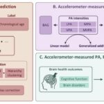 moderate-exercise-slows-brain-aging:-new-study-finds-u-shaped-link-using-accelerometer-data