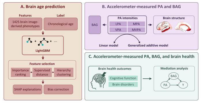 moderate-exercise-slows-brain-aging:-new-study-finds-u-shaped-link-using-accelerometer-data