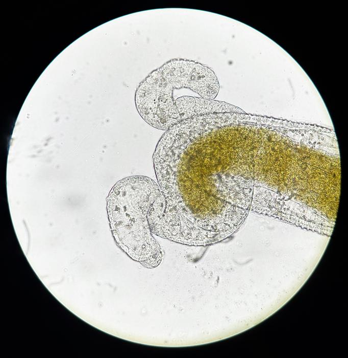 heatwaves-significantly-increase-parasite-loads,-potentially-boosting-disease-spread