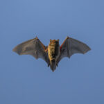 what-is-the-risk-of-mers-like-bat-viruses-infecting-humans?