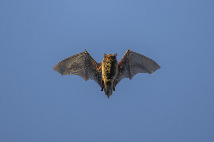 what-is-the-risk-of-mers-like-bat-viruses-infecting-humans?
