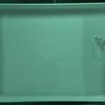 nocturnal-courtship:-medaka-fish-engage-in-late-night-romance-in-nearly-natural-habitat