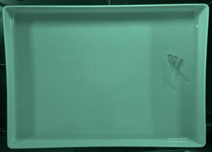 nocturnal-courtship:-medaka-fish-engage-in-late-night-romance-in-nearly-natural-habitat