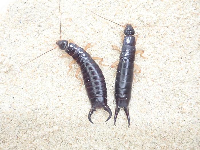 female-earwigs:-have-their-forceps-evolved-as-weapons-in-mating-battles?