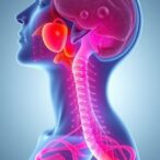 boosted-csf-drainage-via-neck-lymphatic-manipulation