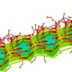 cathepsin-c-drives-m2-macrophage-tumor-growth