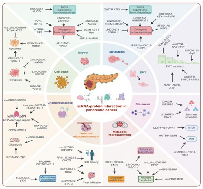 new-study-reveals-crucial-role-of-non-coding-rna-in-pancreatic-cancer-development