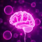 extended-reproductive-span-associated-with-improved-brain-health-in-aging-women,-new-study-finds