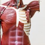 disrupting-mechanical-transmission-by-titin-protein-precipitates-muscle-diseases