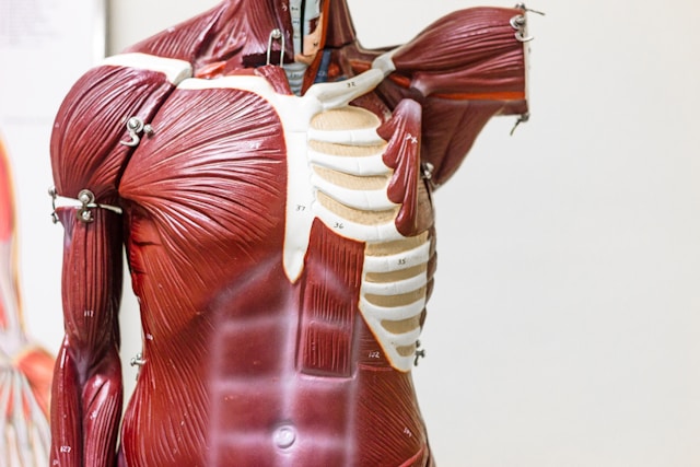 disrupting-mechanical-transmission-by-titin-protein-precipitates-muscle-diseases