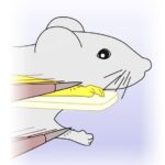 mice-identify-artificial-limb-as-part-of-their-body,-study-finds