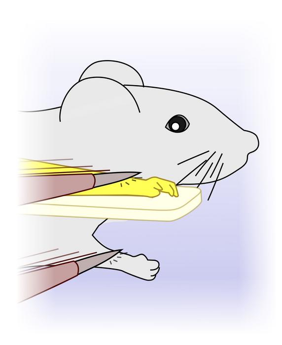 mice-identify-artificial-limb-as-part-of-their-body,-study-finds