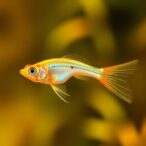zebrafish-model-uncovers-promising-therapies-for-ultra-rare-genetic-disorder