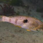 sex-changing-fish-rapidly-establish-dominance,-new-study-reveals