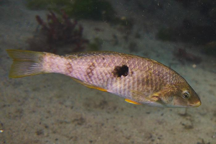 sex-changing-fish-rapidly-establish-dominance,-new-study-reveals