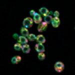 how-cells-rearrange-space-to-enable-new-growth:-insights-unveiled