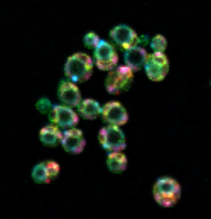 how-cells-rearrange-space-to-enable-new-growth:-insights-unveiled