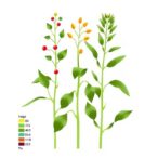 genetic-mapping-of-traits-in-indigenous-crop-gynandropsis