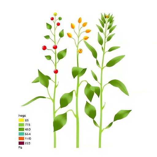 genetic-mapping-of-traits-in-indigenous-crop-gynandropsis