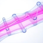 high-strength-gradient-hydrogels-for-tendon-repair