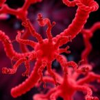 egfr-stops-α-synuclein-clumps-via-dnajb1