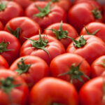 scalable-crispr-based-gene-editing-improves-tomato-crop-traits