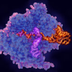 chemo-enzymatic-method-for-making-sgrna-triples-yield-and-improves-purity