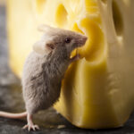 smelling-food-activates-neurons-that-curb-appetite-in-lean-mice