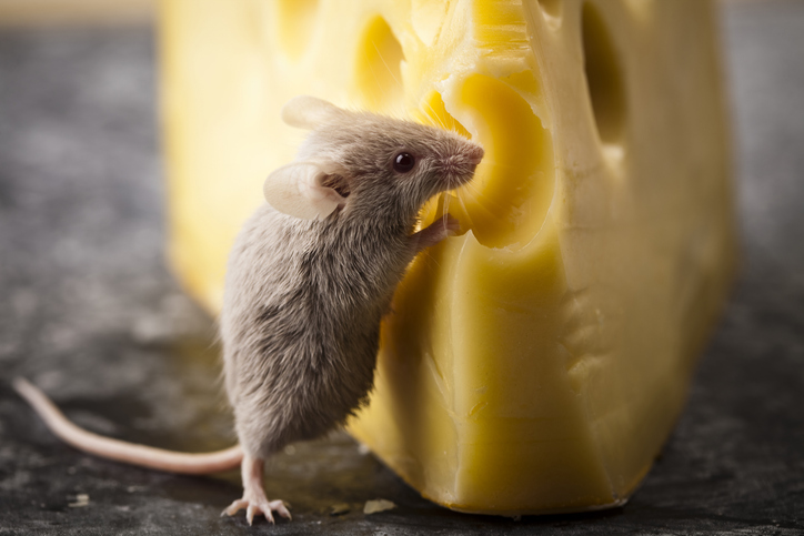 smelling-food-activates-neurons-that-curb-appetite-in-lean-mice