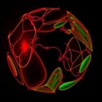 epigenetic-memory-disruptions-in-early-embryos-uncover-new-insights-into-pcos-inheritance
