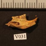 norwegian-lemming-identified-as-one-of-the-youngest-mammal-species-through-genome-analysis