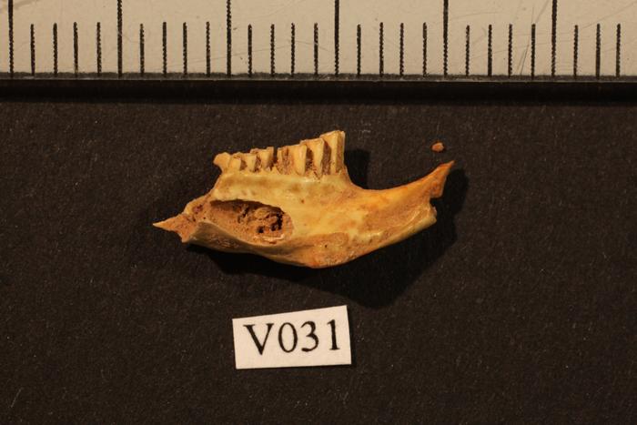 norwegian-lemming-identified-as-one-of-the-youngest-mammal-species-through-genome-analysis