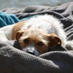 new-research-reveals-pandemic-pet-ownership-does-not-have-lasting-effects-on-human-well-being